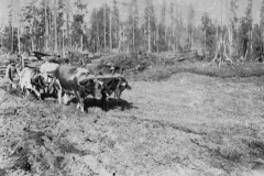 Farming in the Forest