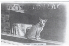 Hotel Cadillac Mascot, Sparky The Dog