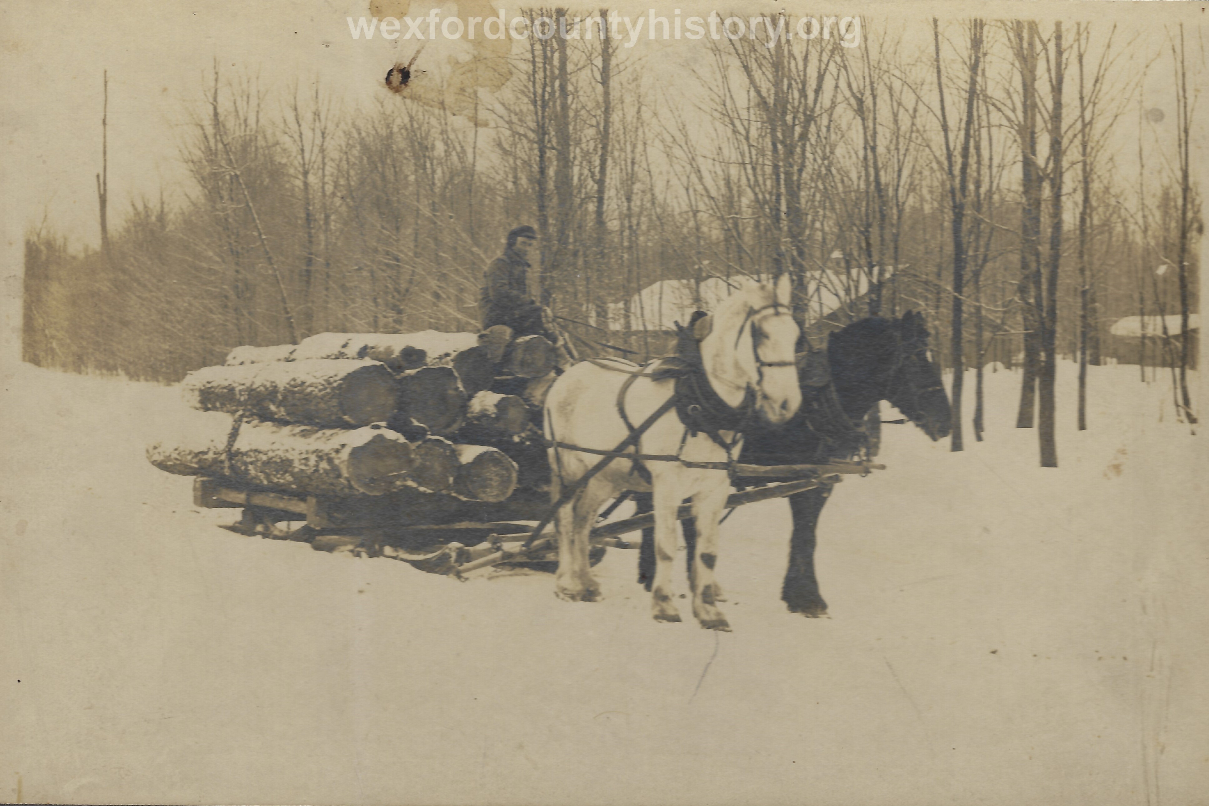 Cadillac-Lumber-Horse-Team-Pulling-Load-Of-Logs-On-Sled-7