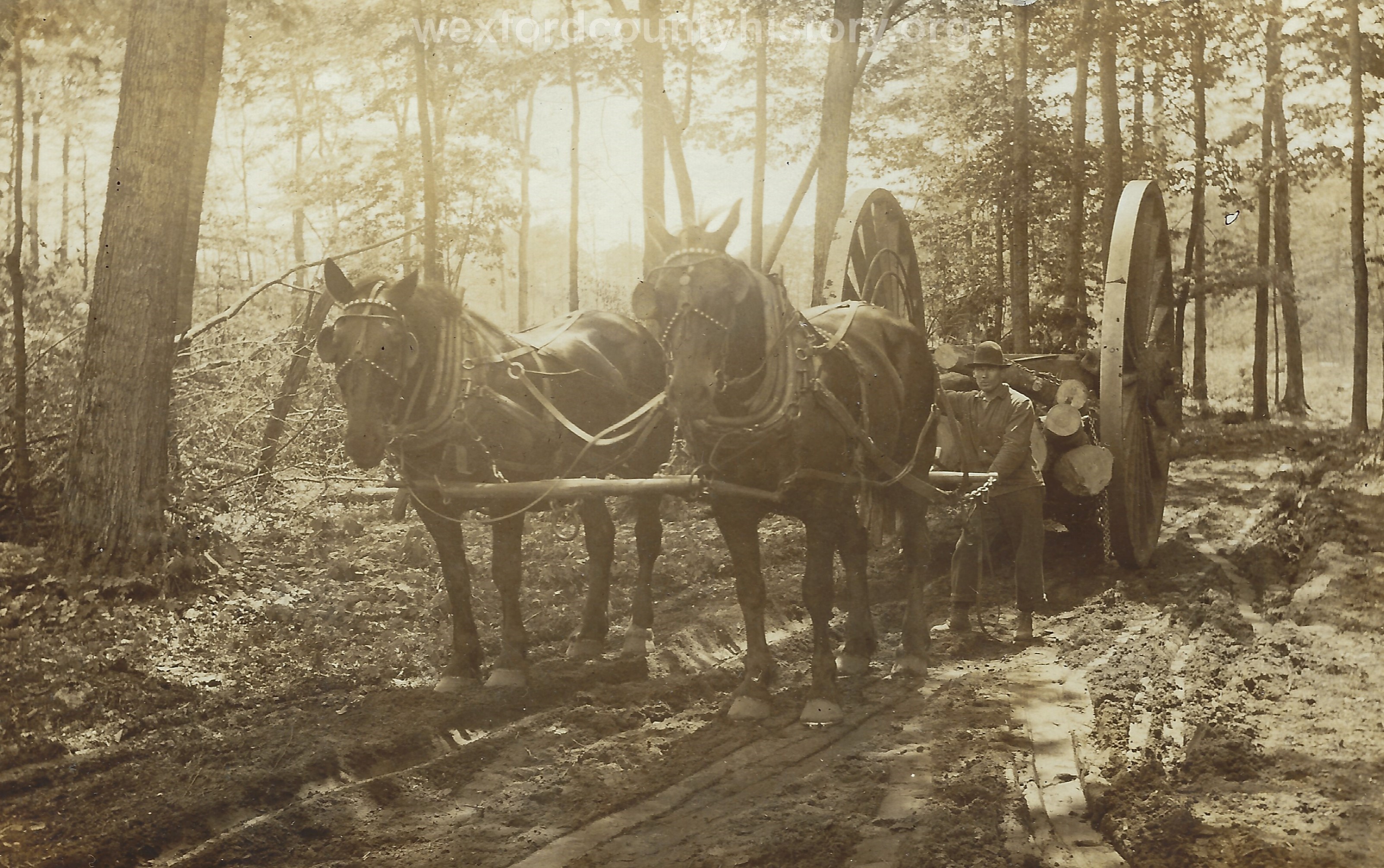 Cadillac-Lumber-Horses-Moving-Logs-On-Michigan-Wheels-Over-Very-Muddy-Northern-Michigan-Roads