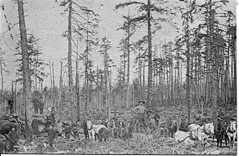 Horses and Men at the Timber Cutting Area
