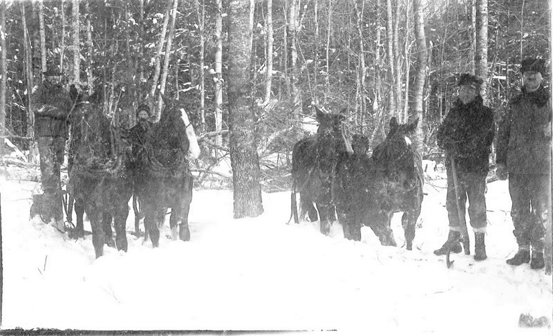 Horses Work in Deep Snow