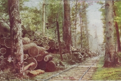 Cadillac-Lumber-Logging-Woods-Near-Cadillac-Michigan