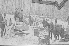 Horses Pulling Logs from Cutting Area