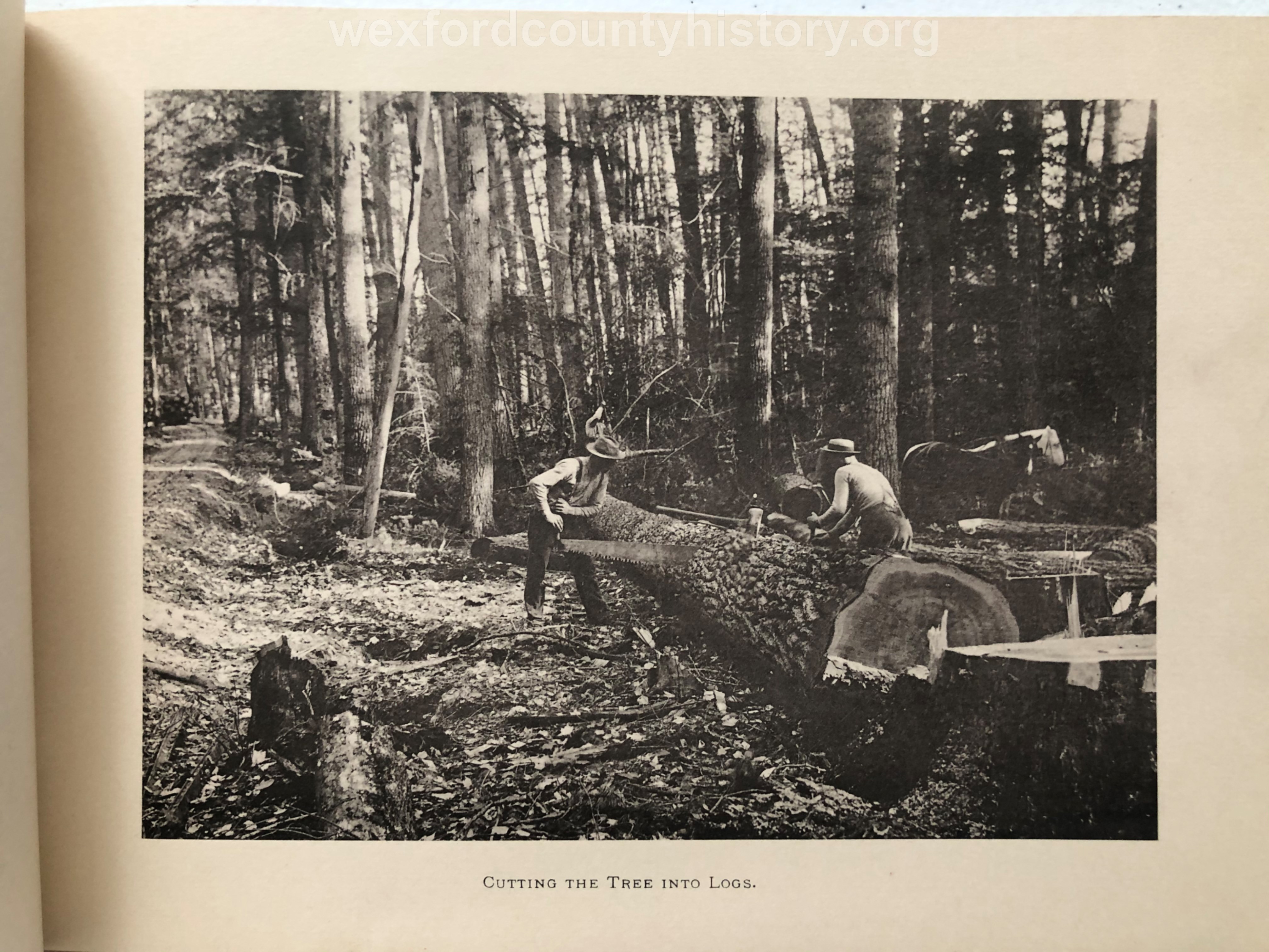 Cadillac-Lumber-Cummer-Workers-Cutting-A-Tree-Into-Logs-circa-1891