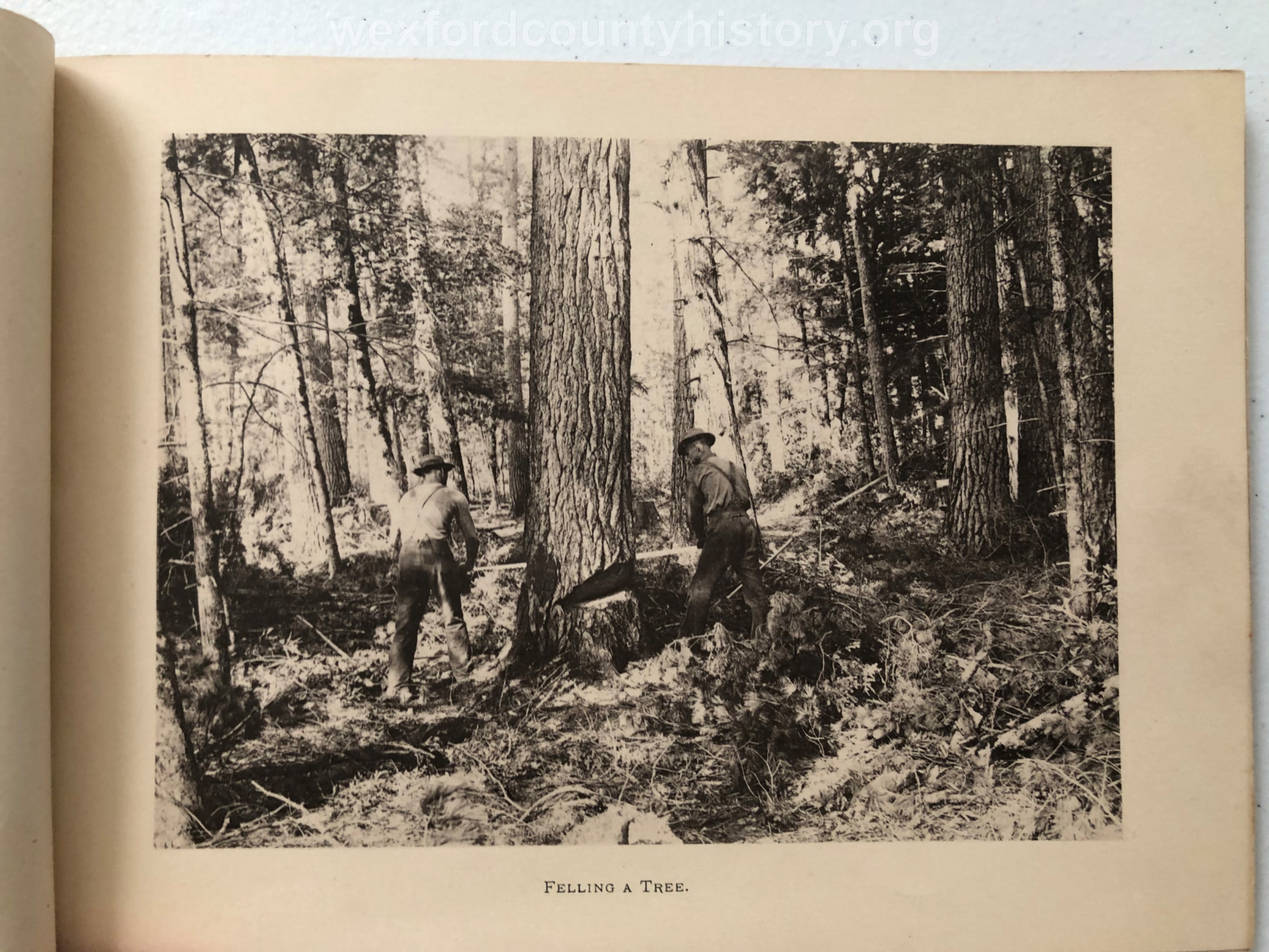Cadillac-Lumber-Cummer-Workers-Felling-A-Tree-circa-1891