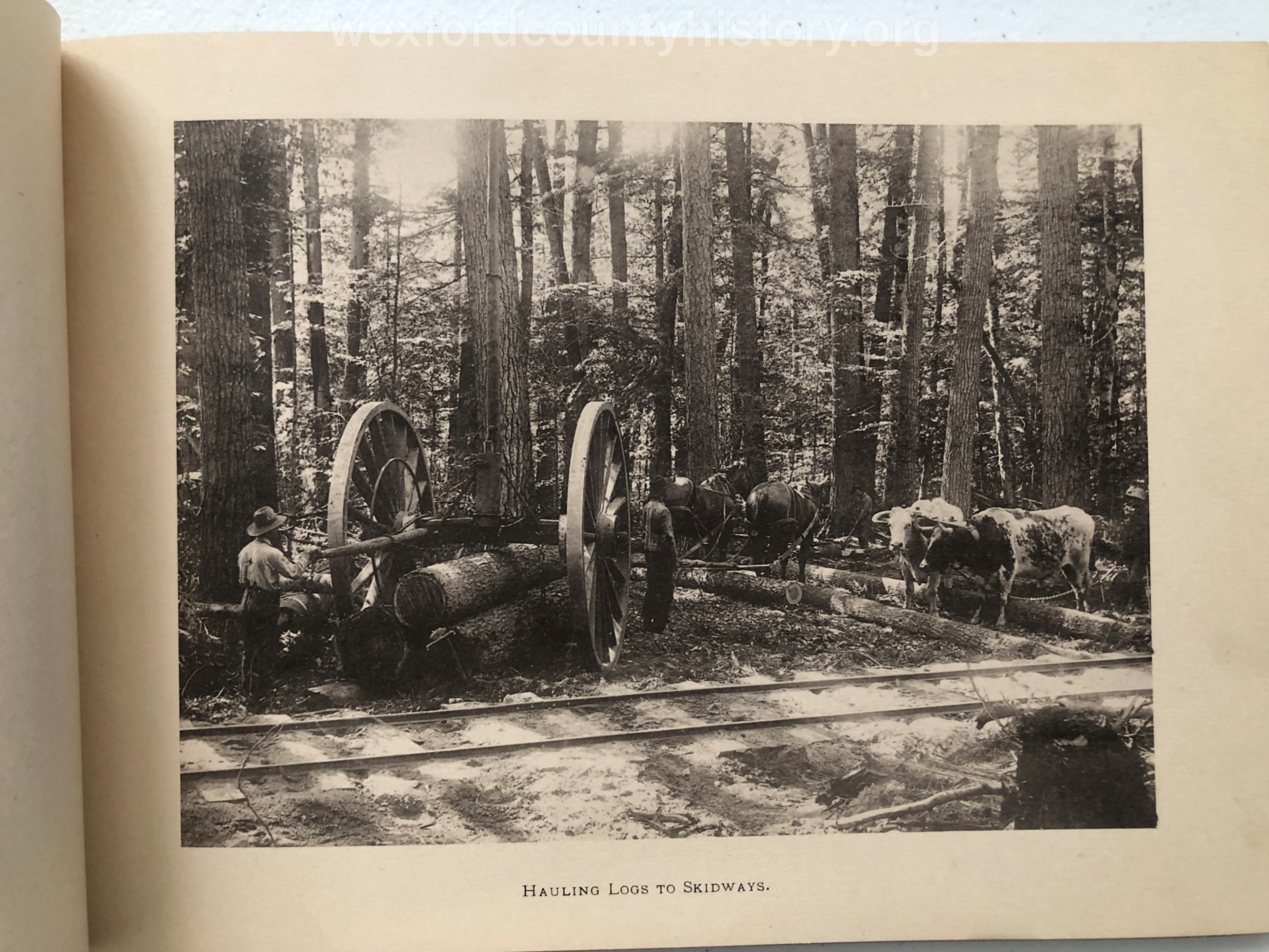 Cadillac-Lumber-Cummer-Workers-Hauling-Logs-To-Skidways-circa-1891