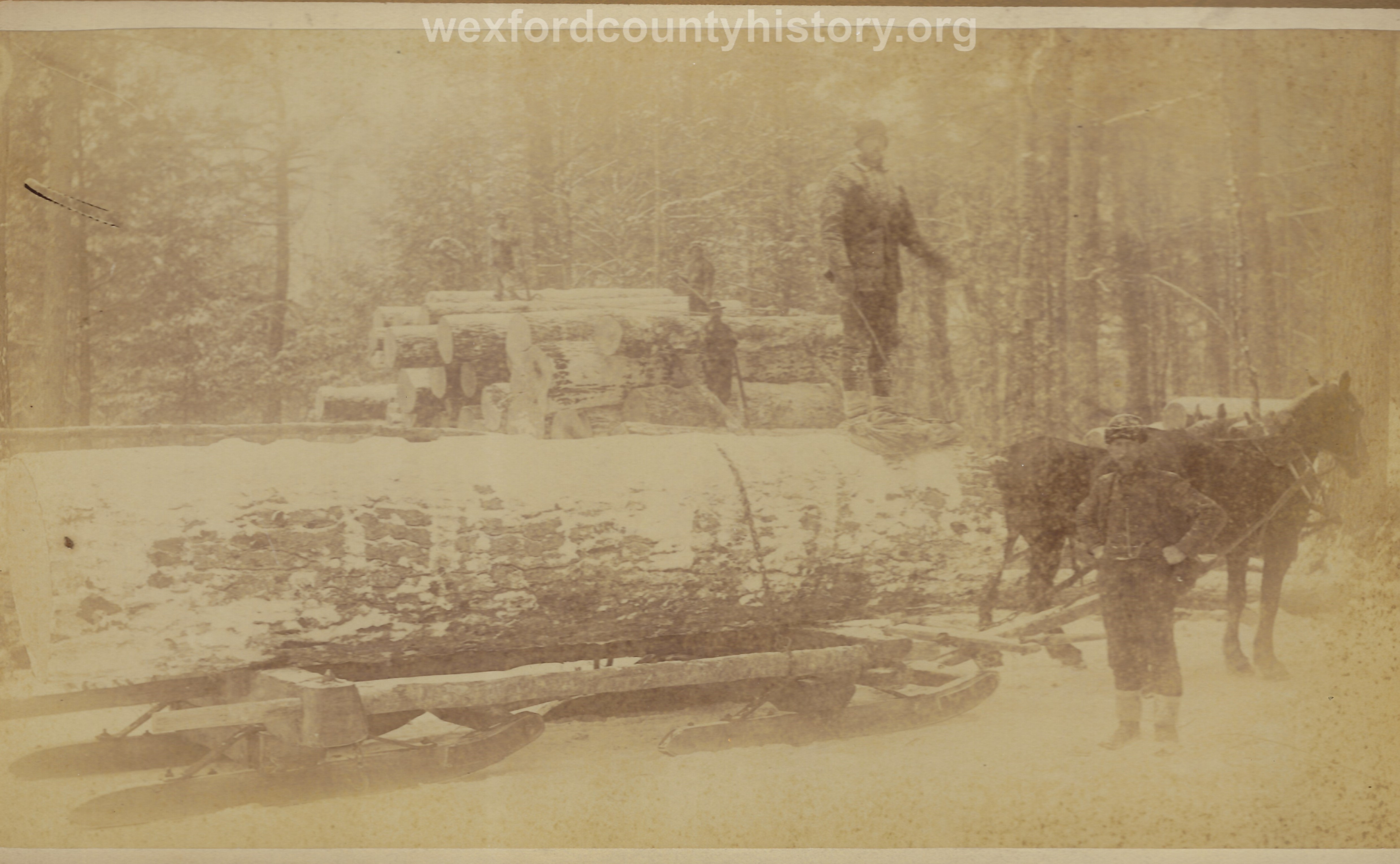 Cadillac-Lumber-Horse-Team-Pulling-Load-Of-Logs-On-Sled-10