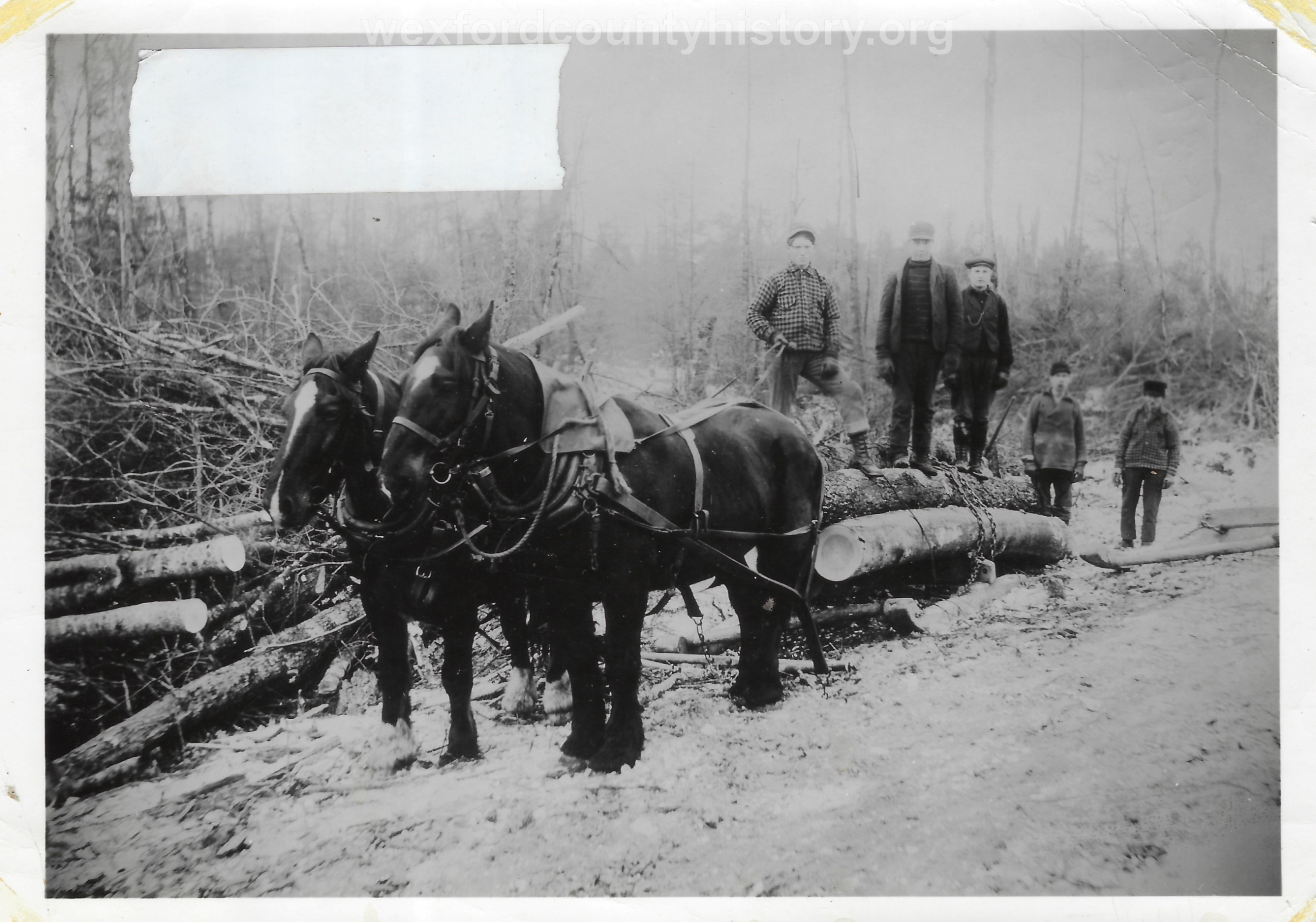 Cadillac-Lumber-Horse-Team-Pulling-Load-Of-Logs-On-Sled-3