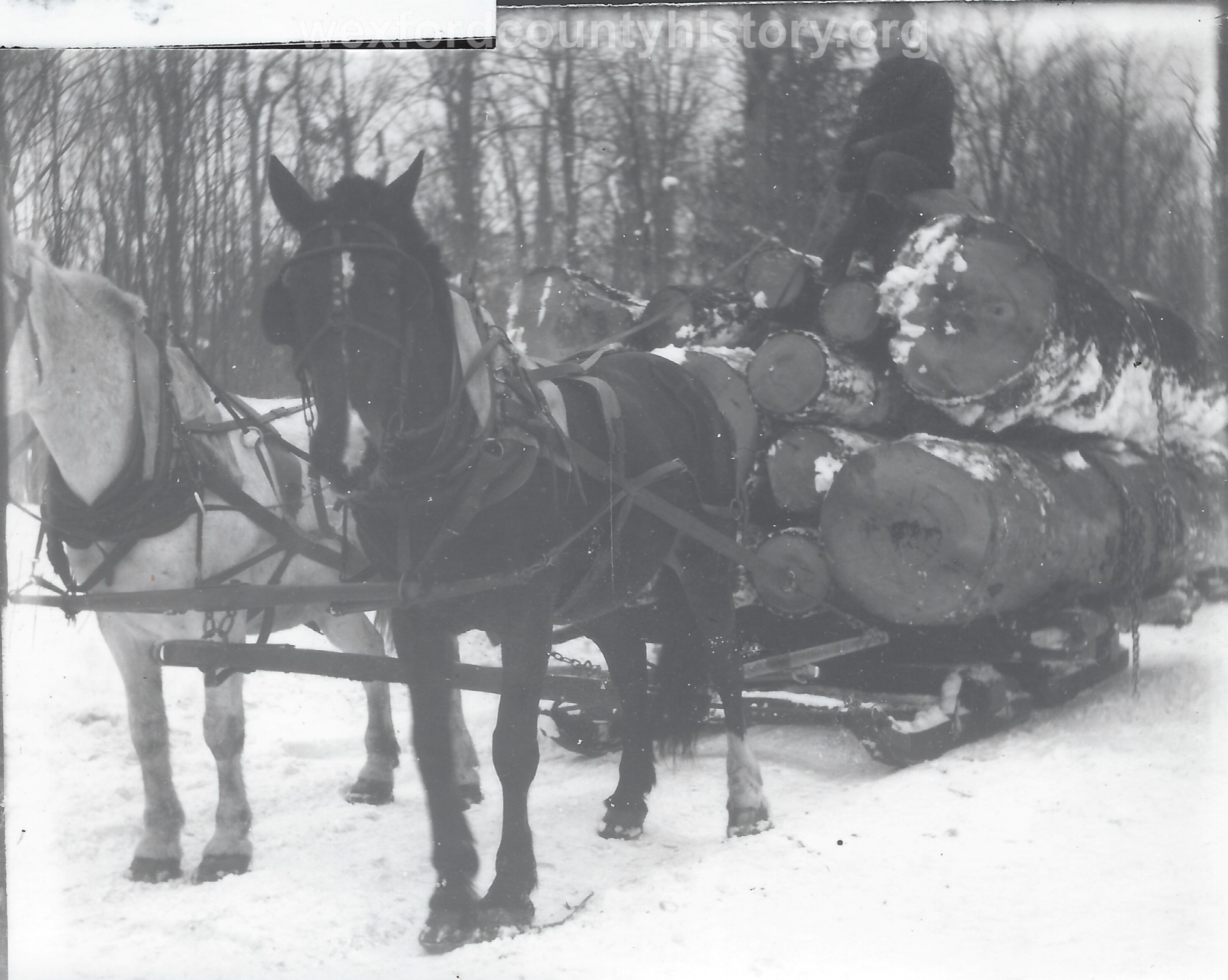 Cadillac-Lumber-Horse-Team-Pulling-Load-Of-Logs-On-Sled-9