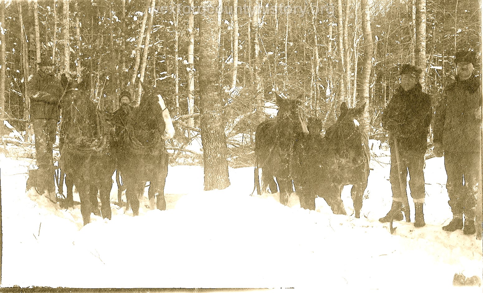 Cadillac-Lumber-Horses-work-in-deep-snow-at-R.-G.-Peters-camp