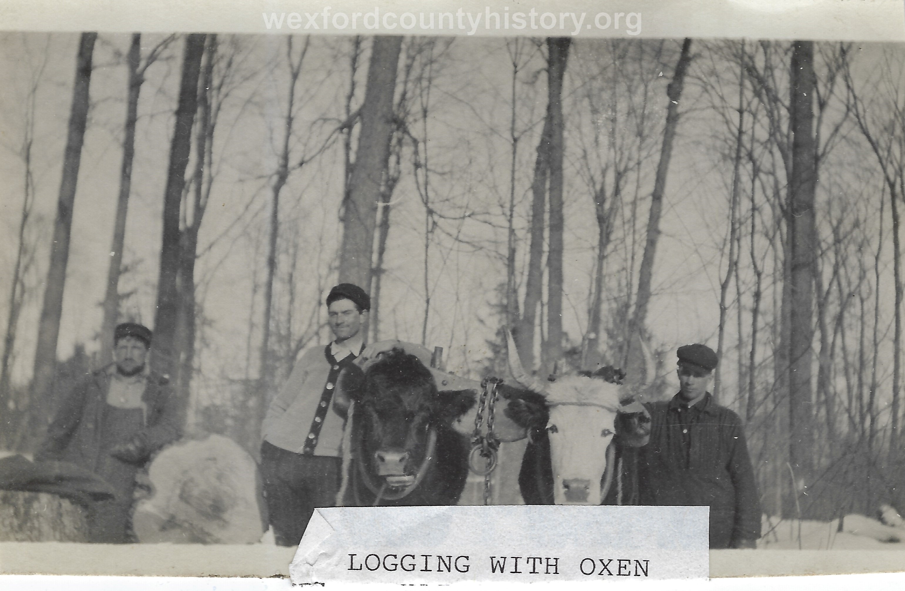 Cadillac-Lumber-Logging-With-Oxen
