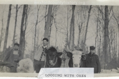 Cadillac-Lumber-Logging-With-Oxen