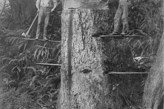 Wexford-County-Lumber-Timber-Harvest-Circa-1890s-10