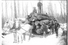 Logs Being Transported to the Rail Siding
