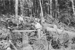 Preparing Logs for Removal