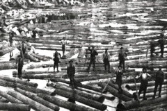 Logs in the River