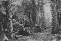 Logs Await Transport to Mills