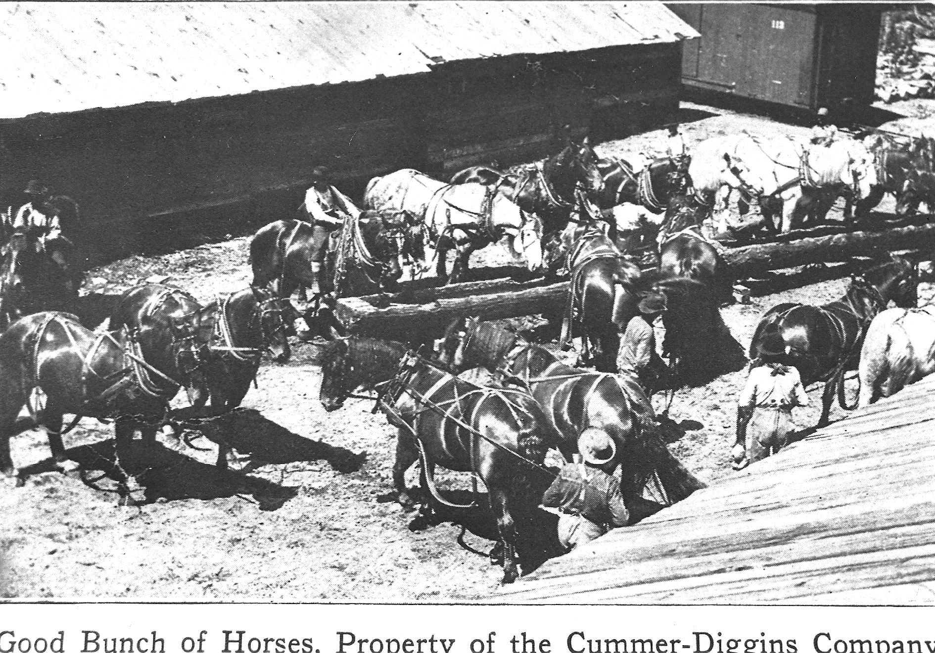 Cummer-Diggins Company Horses
