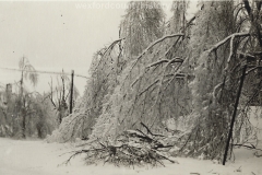 1922 Ice Storm - Trees Weighed Down By Ice